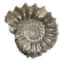 Veranstaltungsbild Neu! Familien-Fossiliensuche & Museumsbesuch