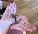 Veranstaltungsbild Das große Krabbeln - Insektenshow
